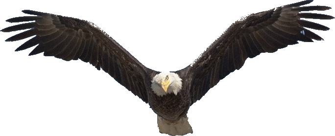 The Eagle is symbolic of how GOD protects HIS children.